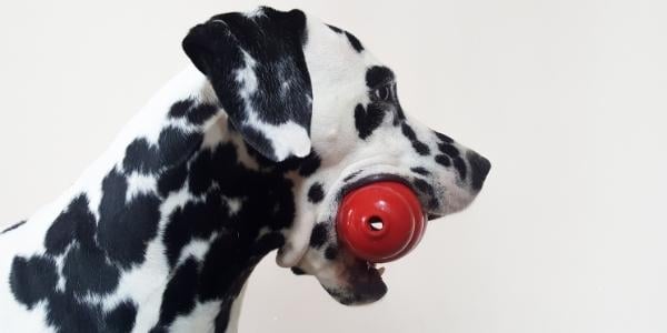 Dog pull toy stuck to outlet floor